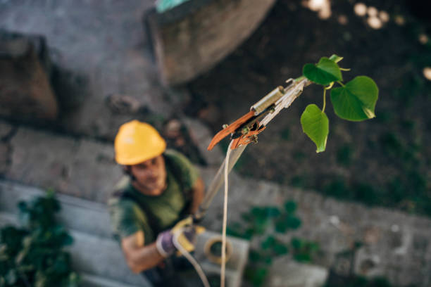 Professional Tree Removal in Kirkland, WA